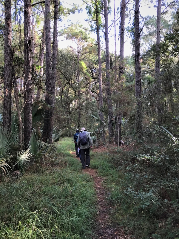 Two people walk in the maritime forest area of the Turkey Walk Trail on Bulls Island.