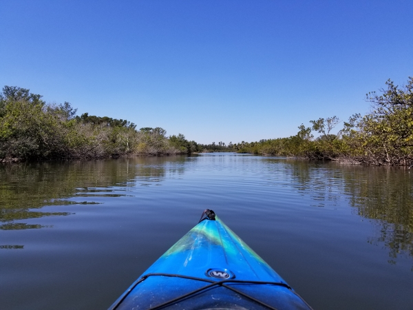 A kayak navigates a salt water creek, mangroves on either side