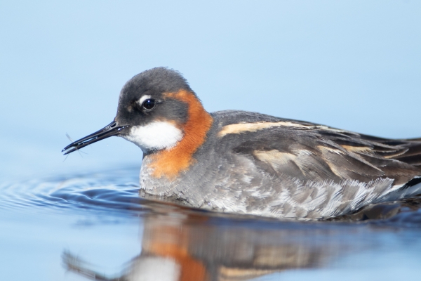 close up of a female red necked phalarope bird swimming on a pond