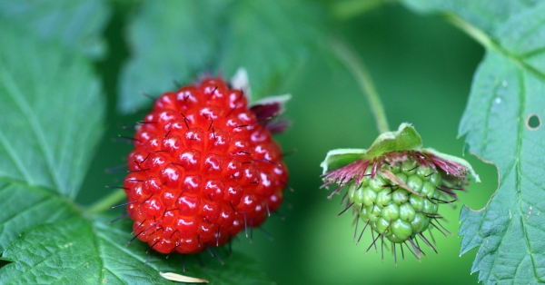 A ripe and underripe salmonberry