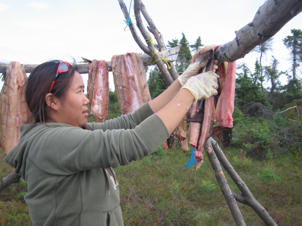an Iñupiaq woman hanging a whitefish on a drying rack