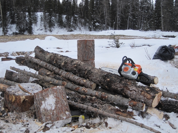 a stack of spruce logs sits on the snow beside a chainsaw