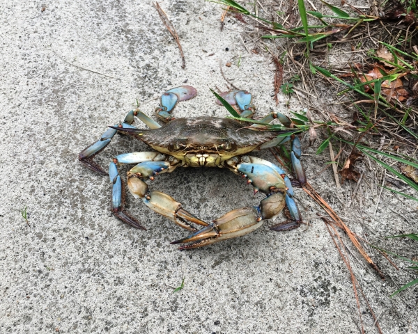 A large blue crab sitting on a concrete slab