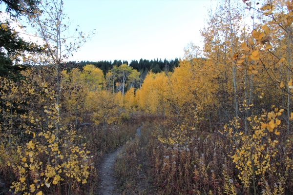 Odell Creek Trail in autumn with golden aspens adorning the trail