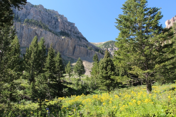 Yellow goldenrod flowers against a colorful background of green conifers, a gray mountain, and clear blue skies