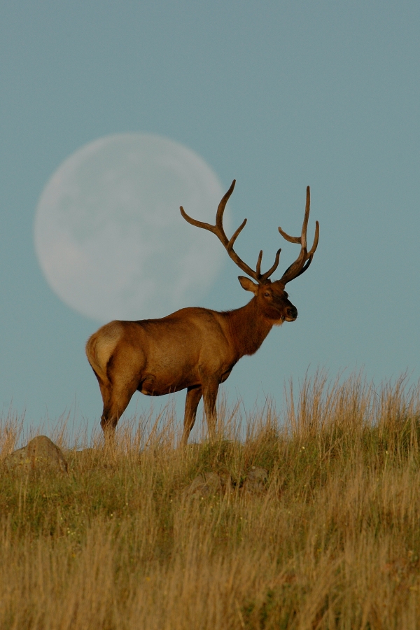 Bull Elk standing on prairie grass with early moon rise in the skyline.