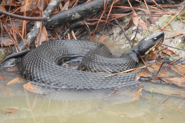 Northern cottonmouth sitting partially submerged in muddy water. There are sticks and leaves around the snake.