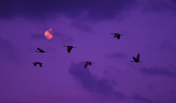 Sandhill cranes in front of moon at Valentine NWR