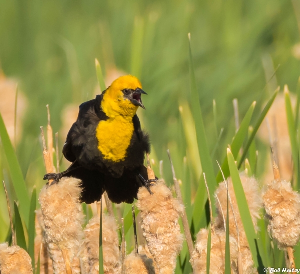Yellow-headed Blackbird on Cattails