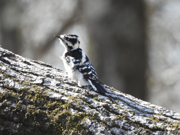 Downy woodpecker perched on a downed tree. There is green moss on the log and the woodpecker seems alert.