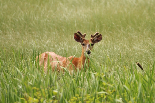 Male white-tailed deer with antlers in velvet standing in the marsh.
