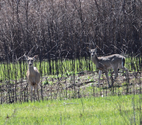 two white tail deer in fresh grass after a burn