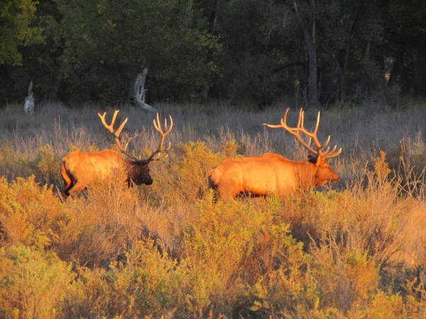 Two bull elk with trees in the background