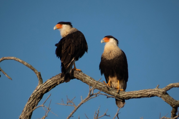 A pair of Crested Caracaras sit on a curved tree branch.