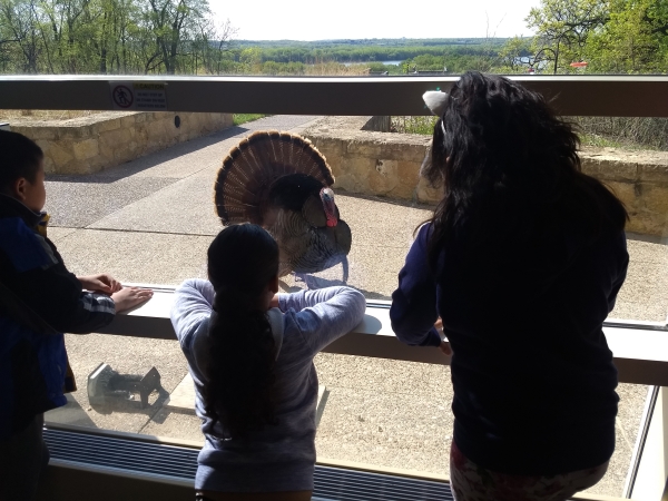 Youth observe a wild turkey from behind a window
