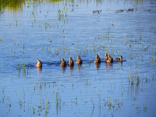 A row of 8 ducks are bottoms-up in shallow water, where vegetation appears above the surface.