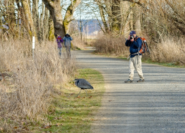 A great blue heron stalks from a gravel trail into talk dead grass and brush while a man photographs it and 2 other people watch with binoculars from a distance.