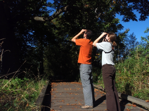 A man and a woman in t-shirts look up into the trees with binoculars, standing on a boardwalk.
