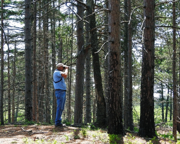 A man looking through binoculars in a pine forest.