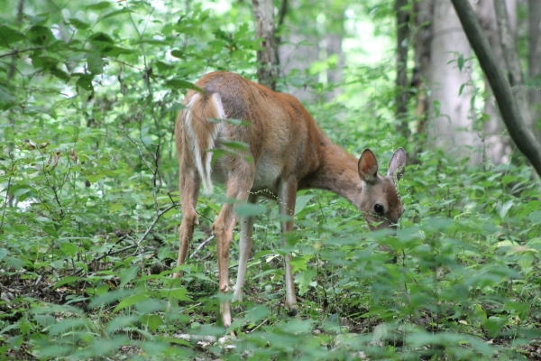 A wary, brownish-tan, doe forages on herbaceous plants on the forest floor.