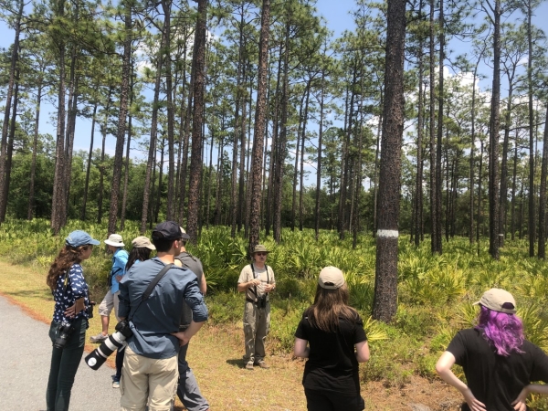 A group of people standing in the foreground and a longleaf pine forest in the background with the closest tree having a white band on the trunk