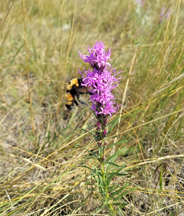 A bumble bee flying up to a pink blazing star flower.
