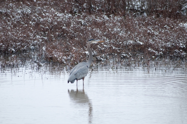 A great blue heron standing in water.