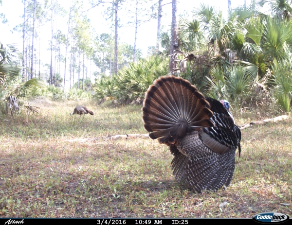 Two wild turkeys photographed on a wildlife trail cam