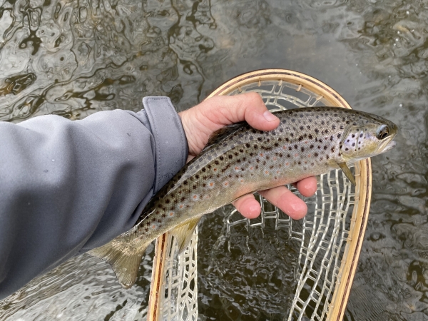 Brown trout caught in the Cherry Creek at the Cherry Valley National Wildlife Refuge by Todd Burns of the Brodhead Chapter of Trout Unlimited