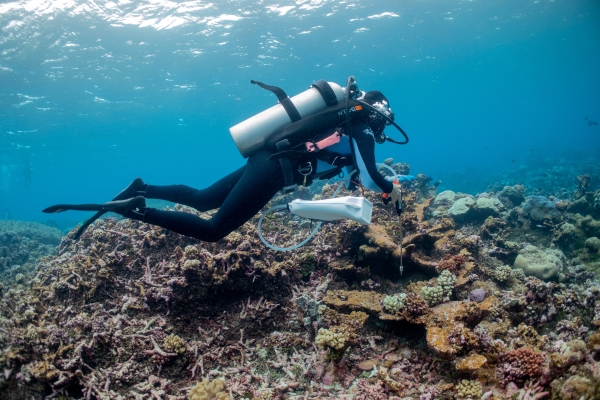 Scuba diver holds bag and long tool for coral reef treatment