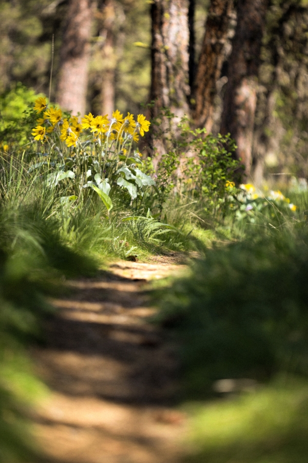 A narrow dirt path winds through a forest. Wildflowers grow next to the trail.
