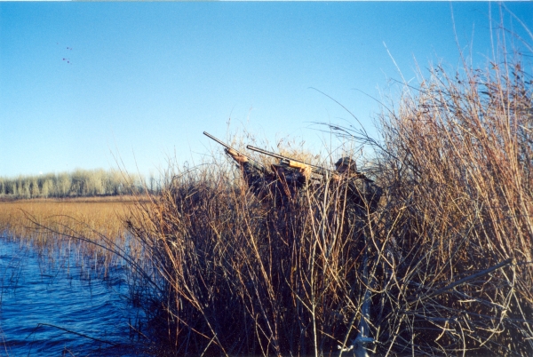 Three people with shotguns stand behind, and are mostly hidden by, tall brown vegetation at the edge of blue water. 