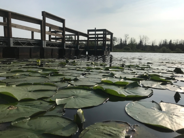 Harvey's Pond Fishing Pier and Lilly Pads