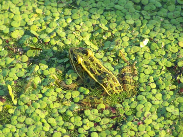 green frog with brown spots hiding in green duckweed plants in water