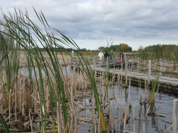 people walking on a floating boardwalk through marsh with cattail plants