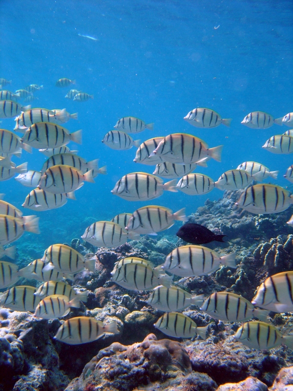 Countless black-striped white reef fish swim in the blue ocean.