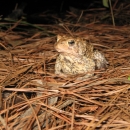 Houston toad on a bed of pine needles