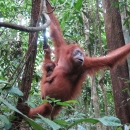 An orangish red monkey swinging between branches with a baby holding on at the waist
