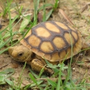 Young gopher tortoise is walking through grasses found in the longleaf ecosystem.