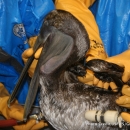 Cleaning an oiled brown pelican