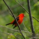 A Scarlet Tanager at Occoquan Bay NWR