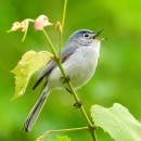 A blue-gray gnatcatcher singing Occoquan Bay NWR