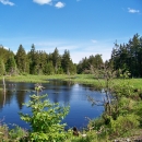 Freshwater wetlands surrounded by conifers at Moosehorn