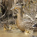 An American black duck with 8 chicks.
