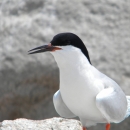 A picture of a roseate tern, and black and white bird on a beach