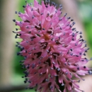 A picture of swamp pink, a plant that has a pink flower shaped like a cone