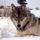 A gray wolf lays in the the snow-covered grass