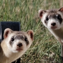 Two black-footed ferrets poke their heads out of black pipes lying in tall grass to examine the photographer