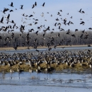A larger flock of Canada geese in a wetland with some standing on a grassy shore or flying up into the air. 