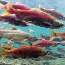 Underwater photo of bull trout and kokanee salmon at Gold Creek in Washington State.